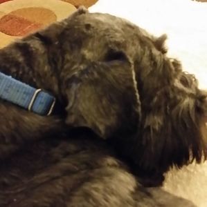 Meet your Posher, Shirley